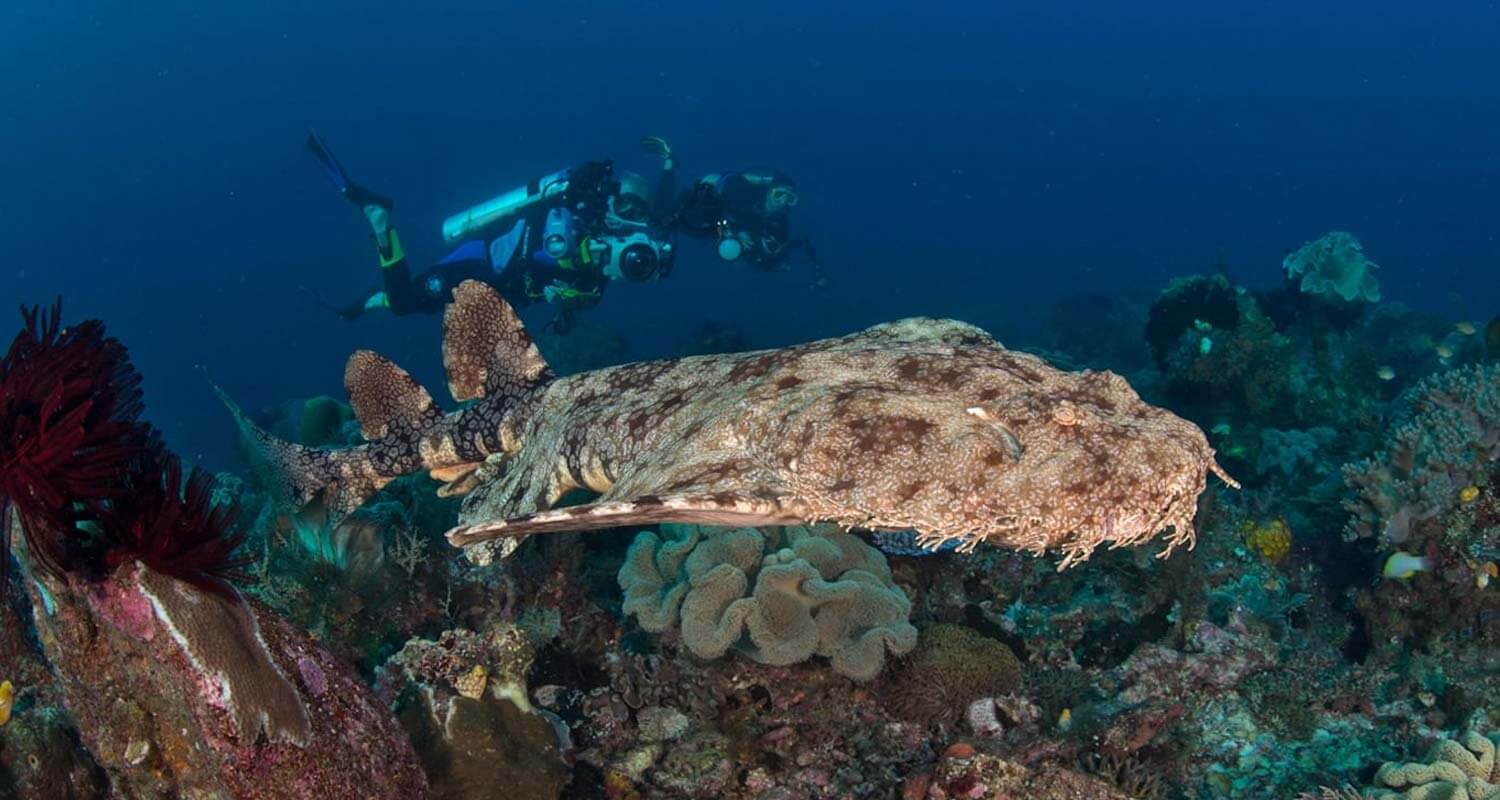 Wobbegong shark
