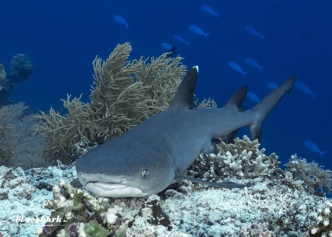 Whitetip shark at Tubbataha