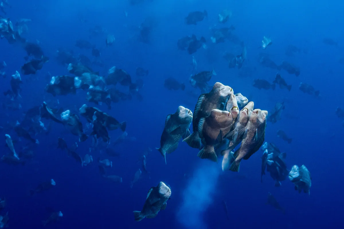 Bumphead parrotfish spawning