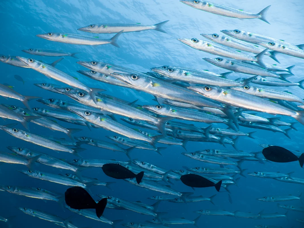Schooling barracuda
