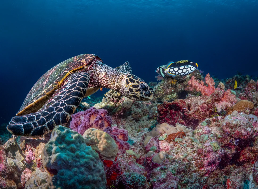 Palau reef scene