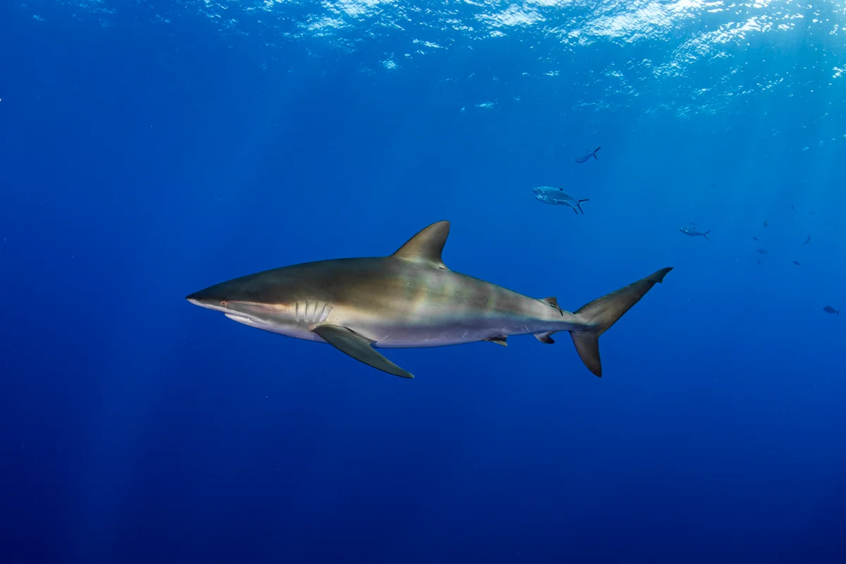 Silky shark