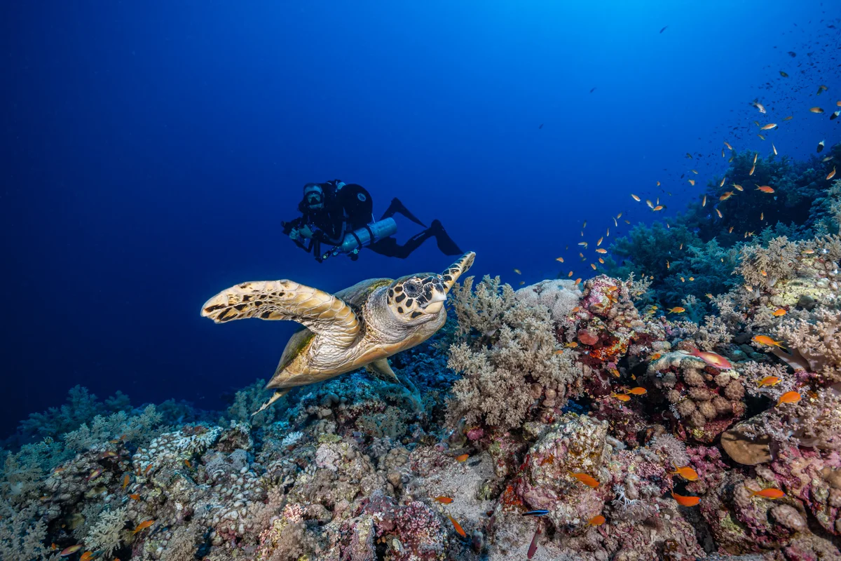 Sea turtle