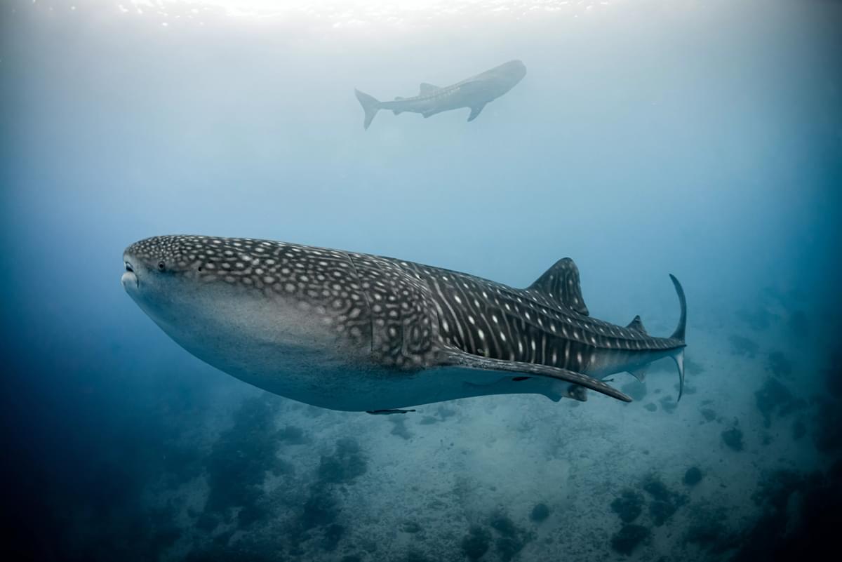 Whale sharks