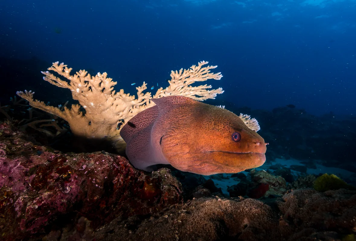 Giant moray
