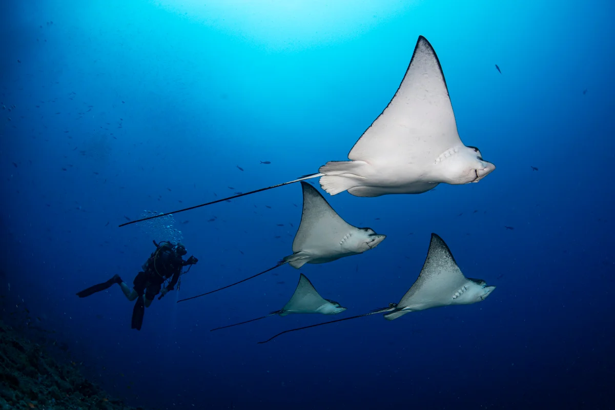 Eagle rays at Kandooma Thila
