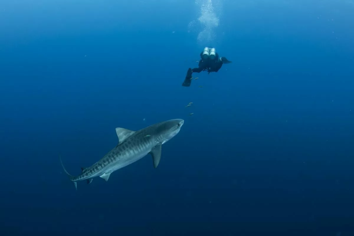 Tiger shark in Bikini Atoll