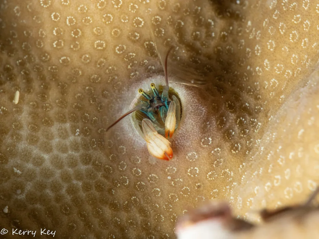 Coral hermit crab