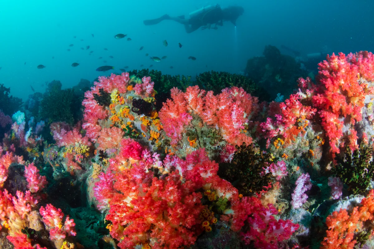 Vibrant soft corals