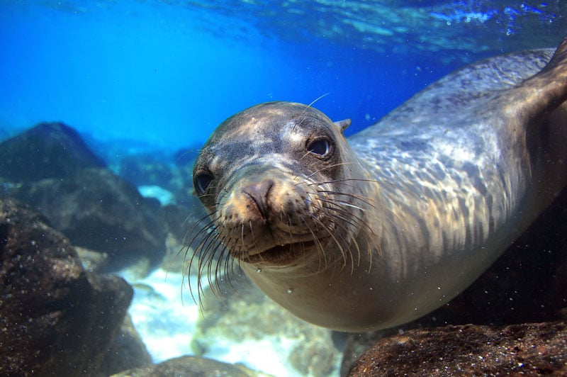 Playful sea lions