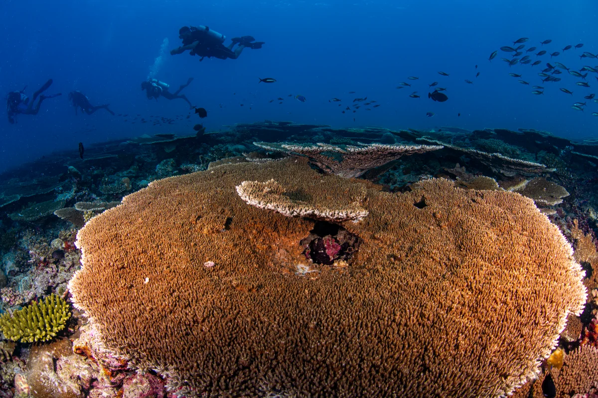 South Ari coral garden