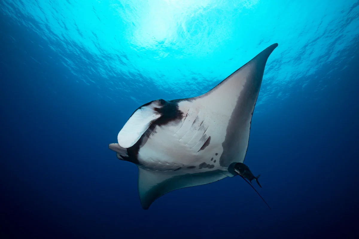 Manta ray with trevally