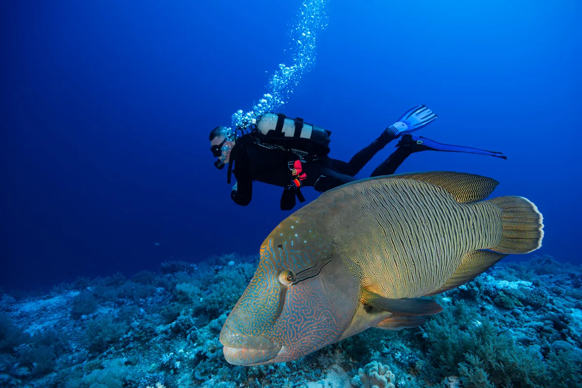 Napoleon wrasse in the Red Sea
