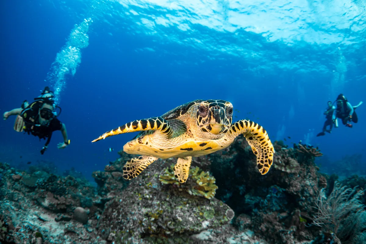 Hawksbill turtle