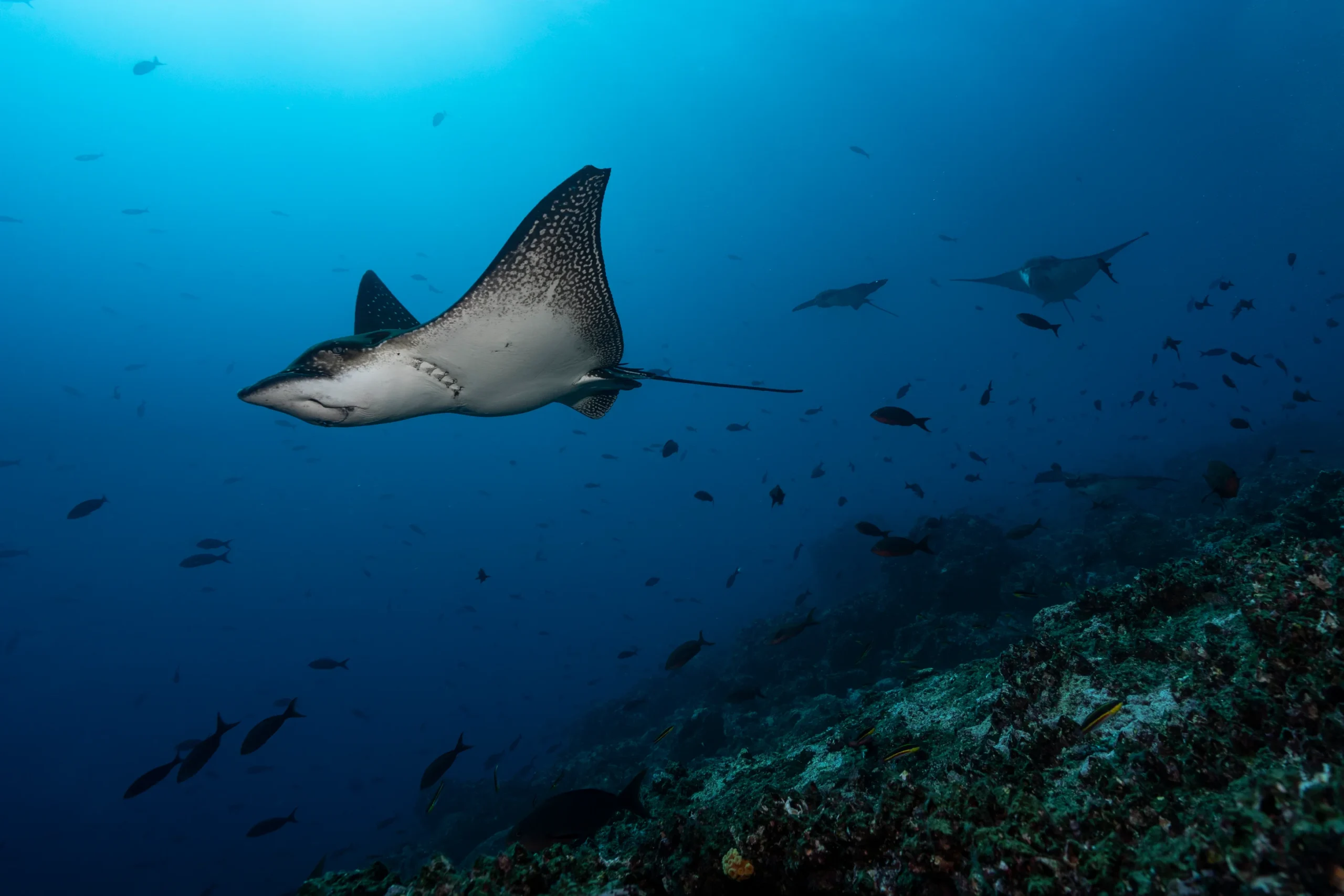 Schooling eagle rays