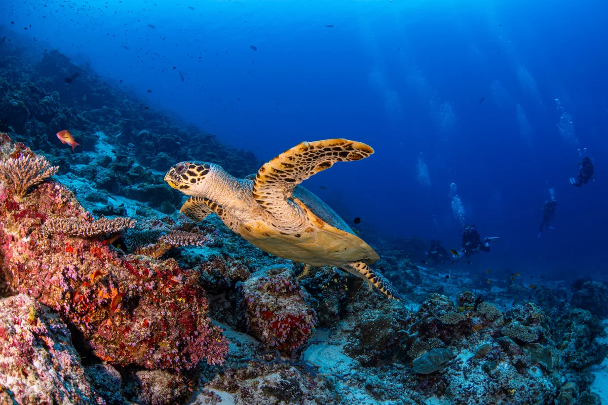 Hawksbill turtle