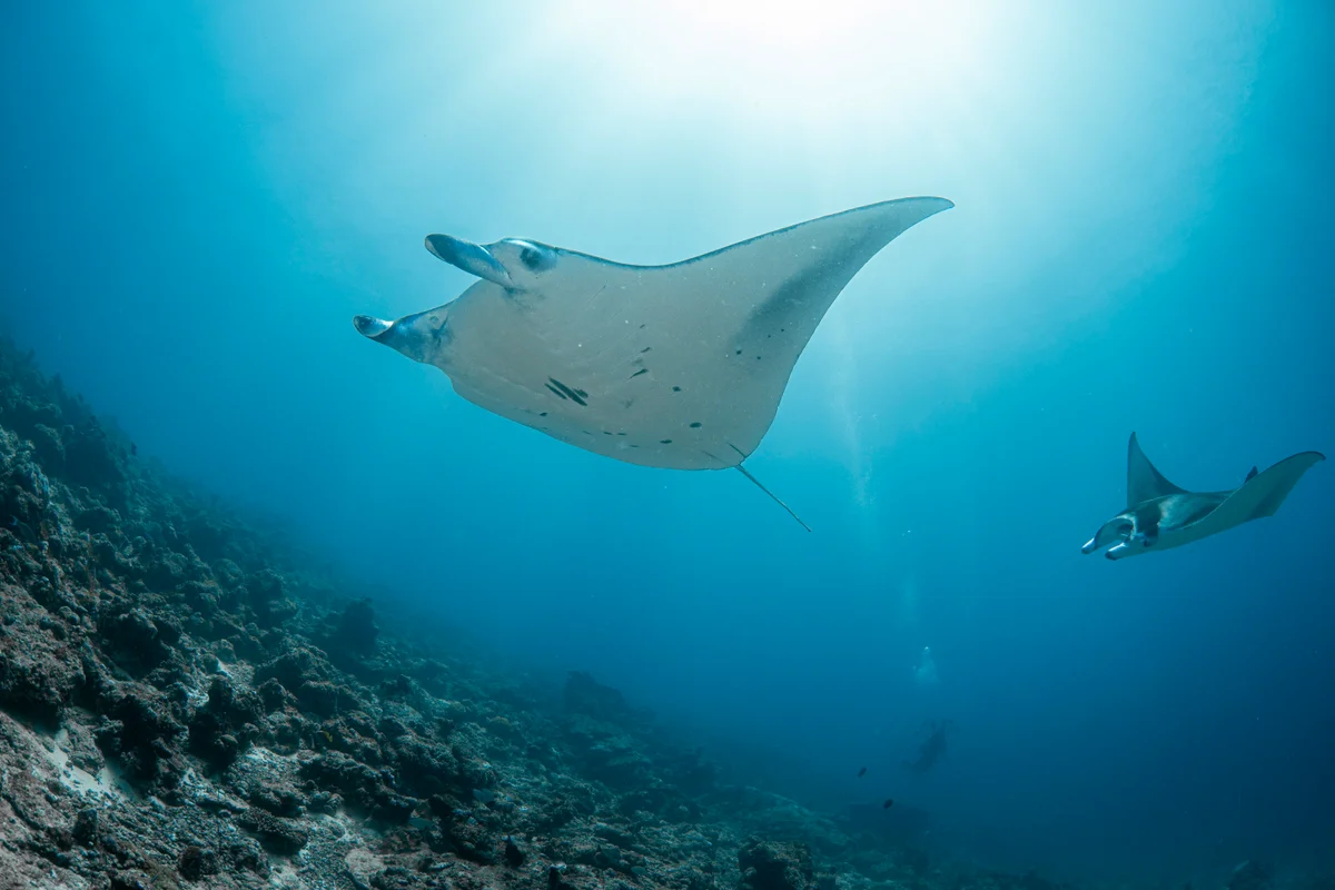 Manta rays at Lankan