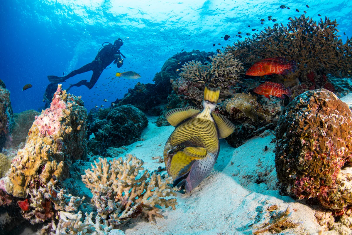 Titan triggerfish