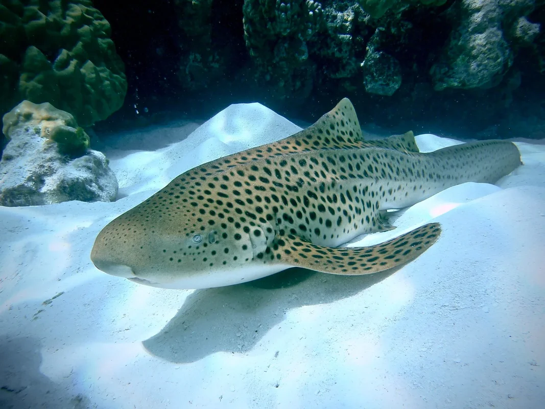 Leopard shark