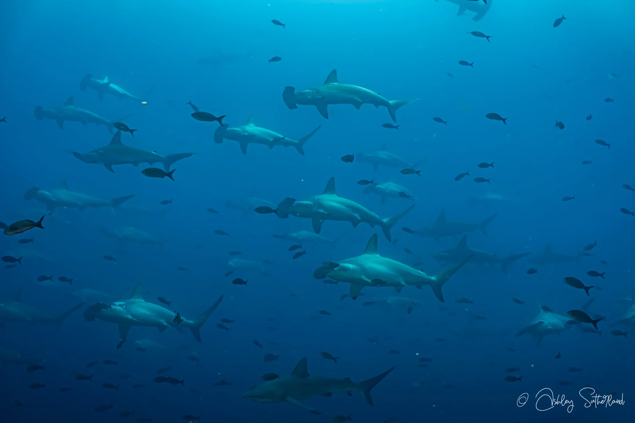 Schooling hammerhead sharks