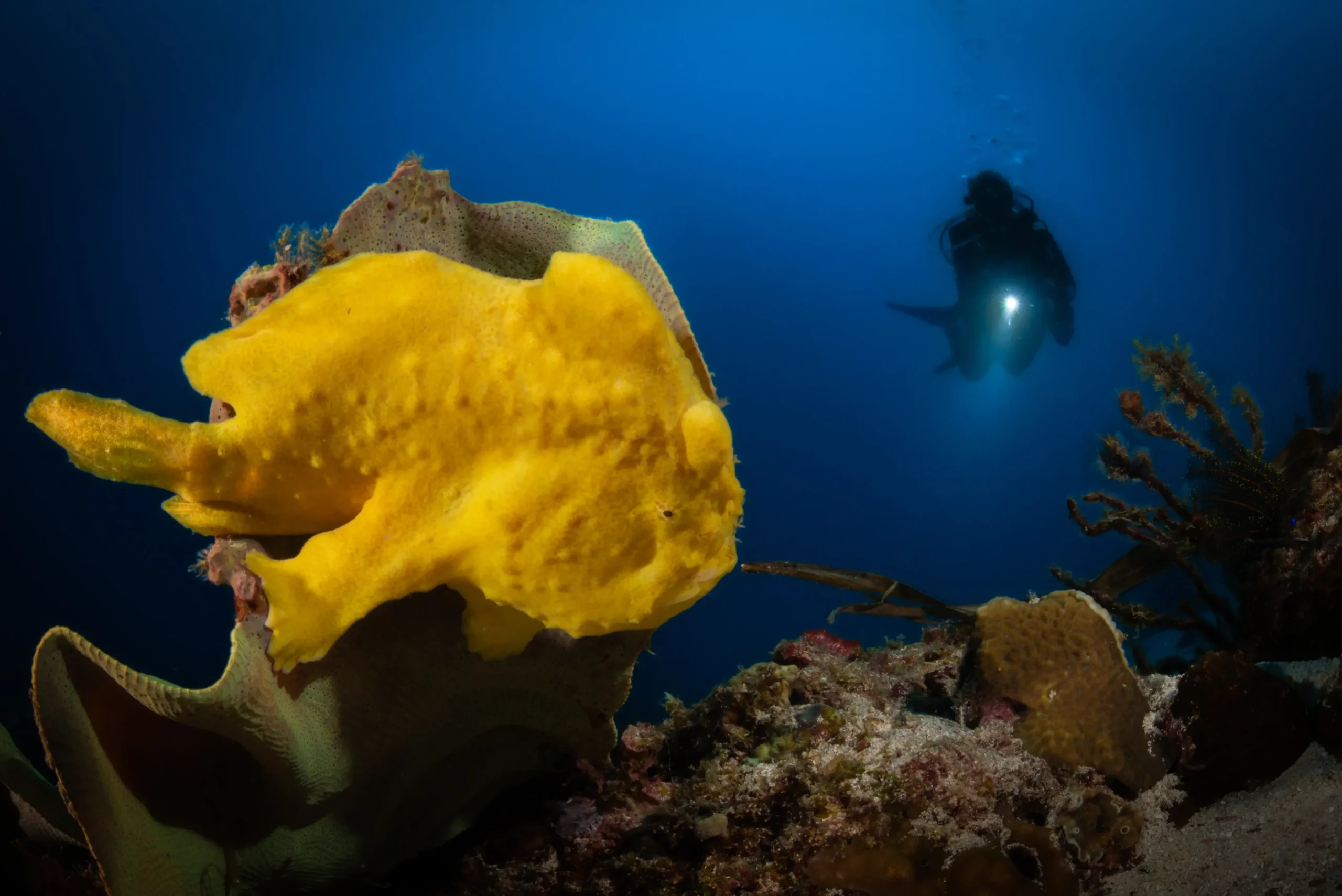 Giant frogfish