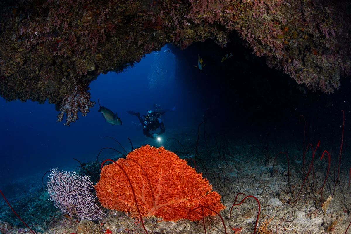 Maldives reef scene
