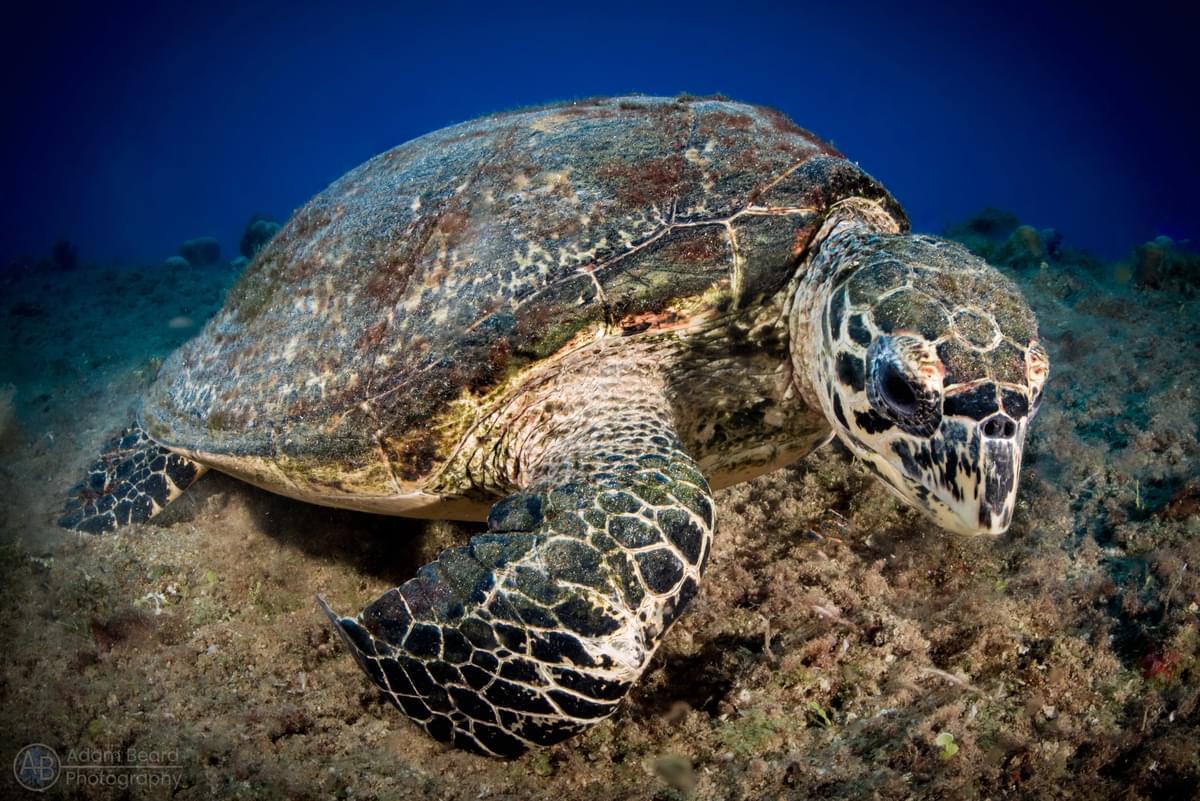 Bikini Atoll reef life
