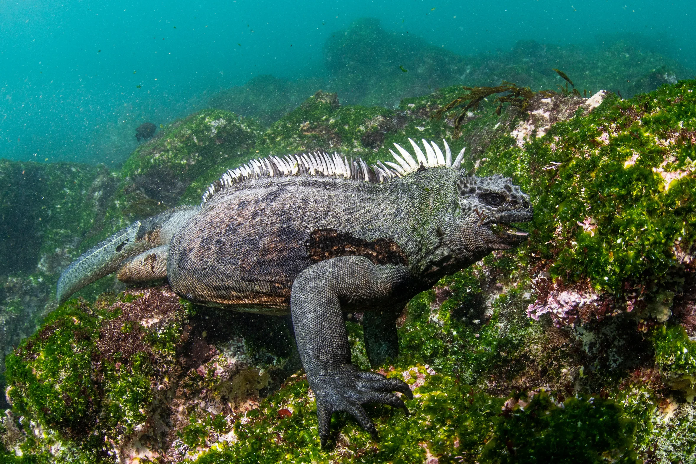 Marine iguana underwater