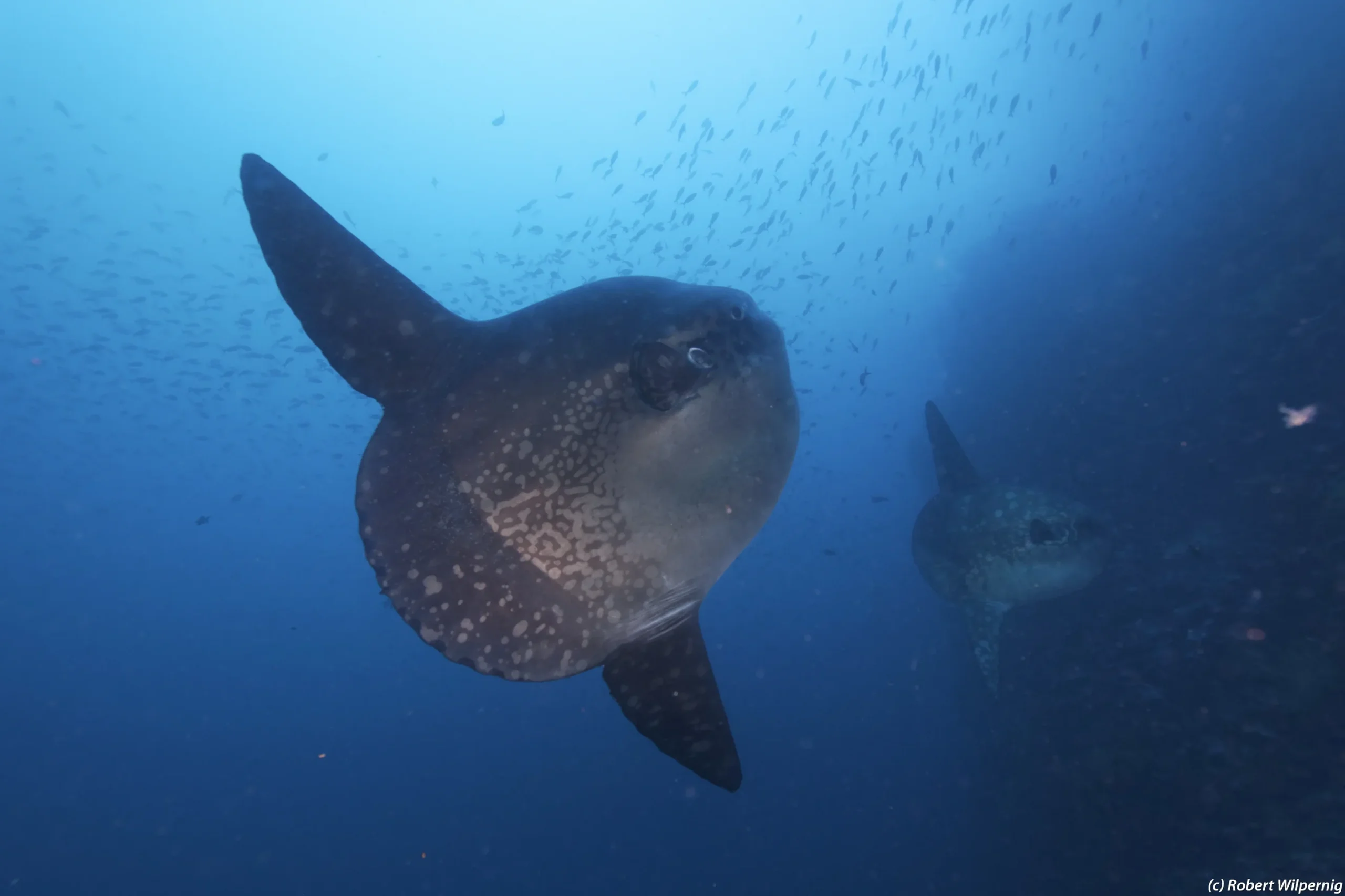 Ocean sunfish