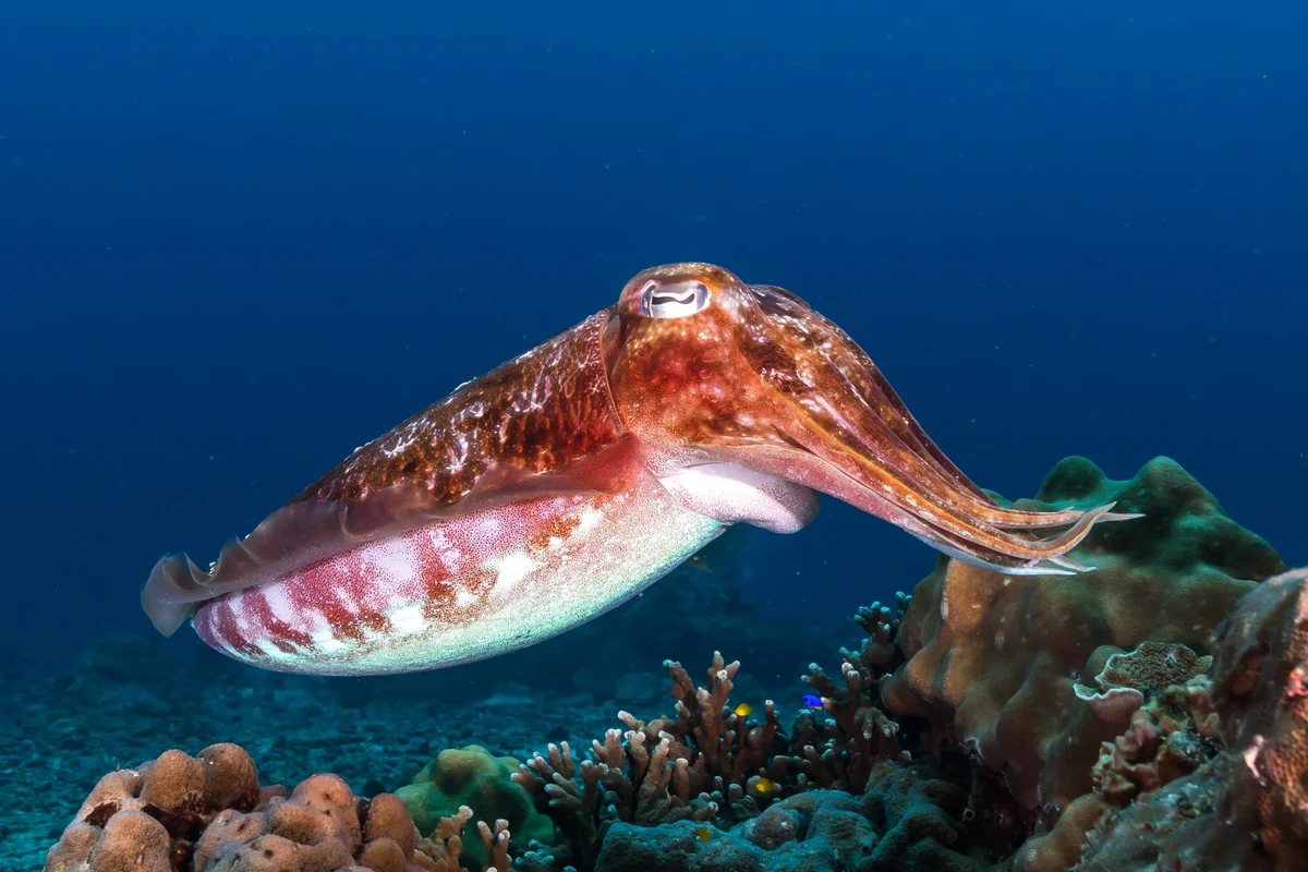 Cuttlefish