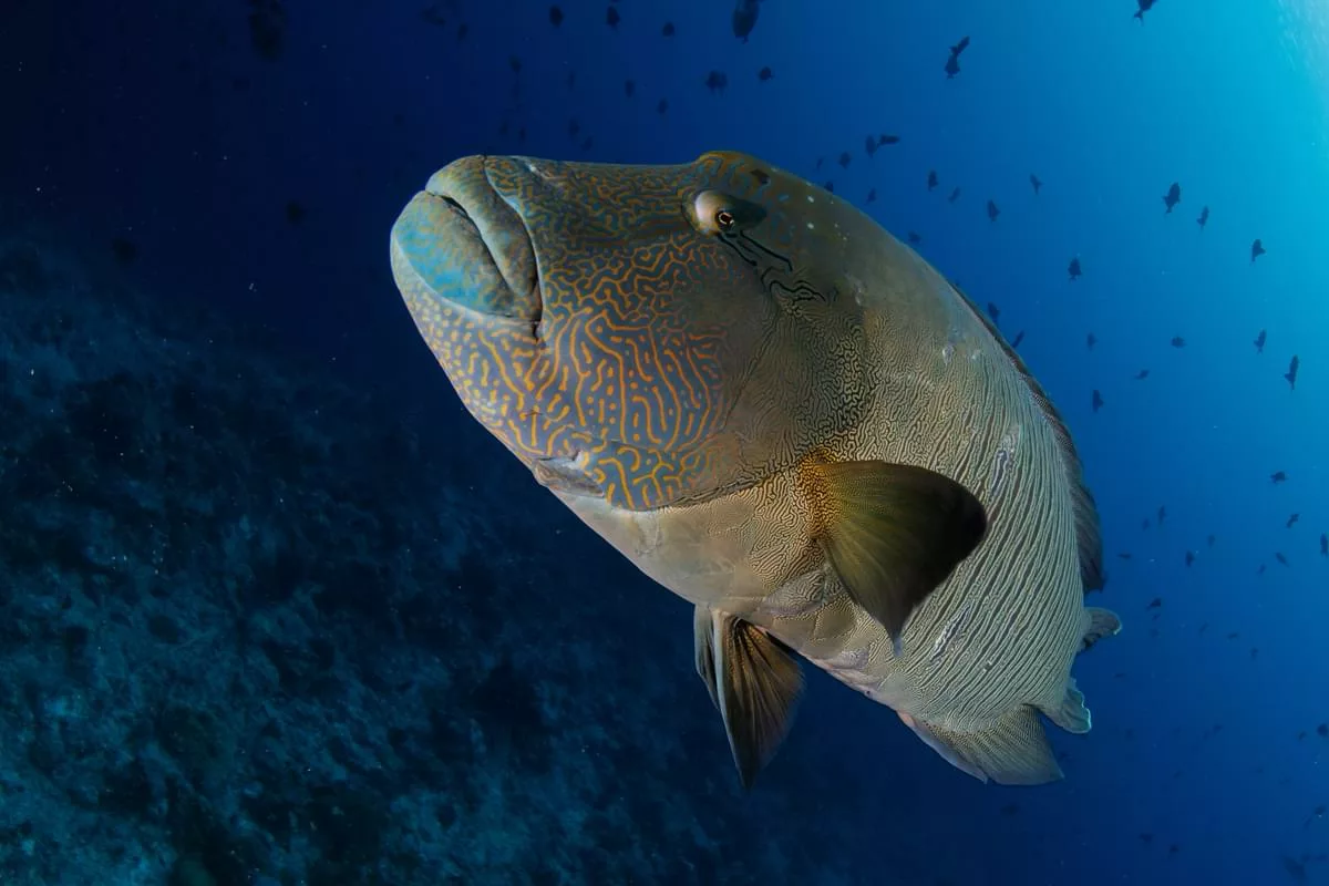 Napoleon wrasse