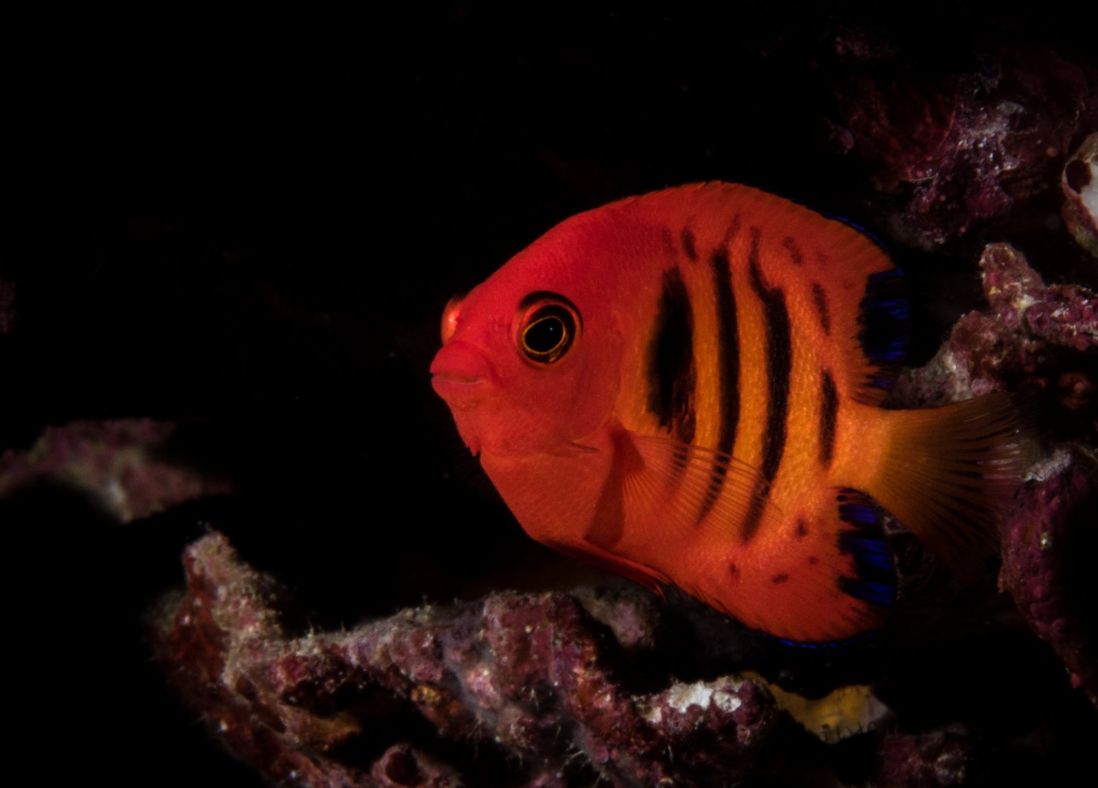 Discover the Ultimate Dive Holidays with Clear Blue Diving