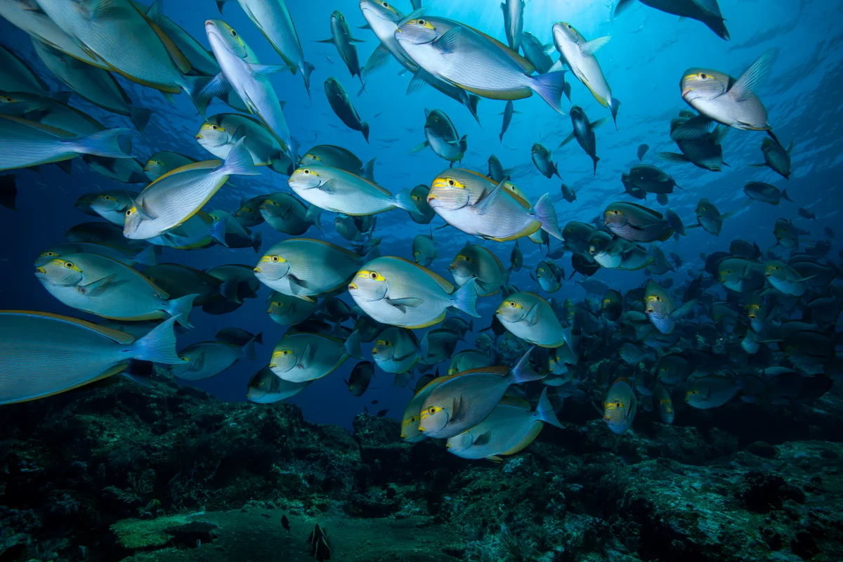 Schooling surgeonfish