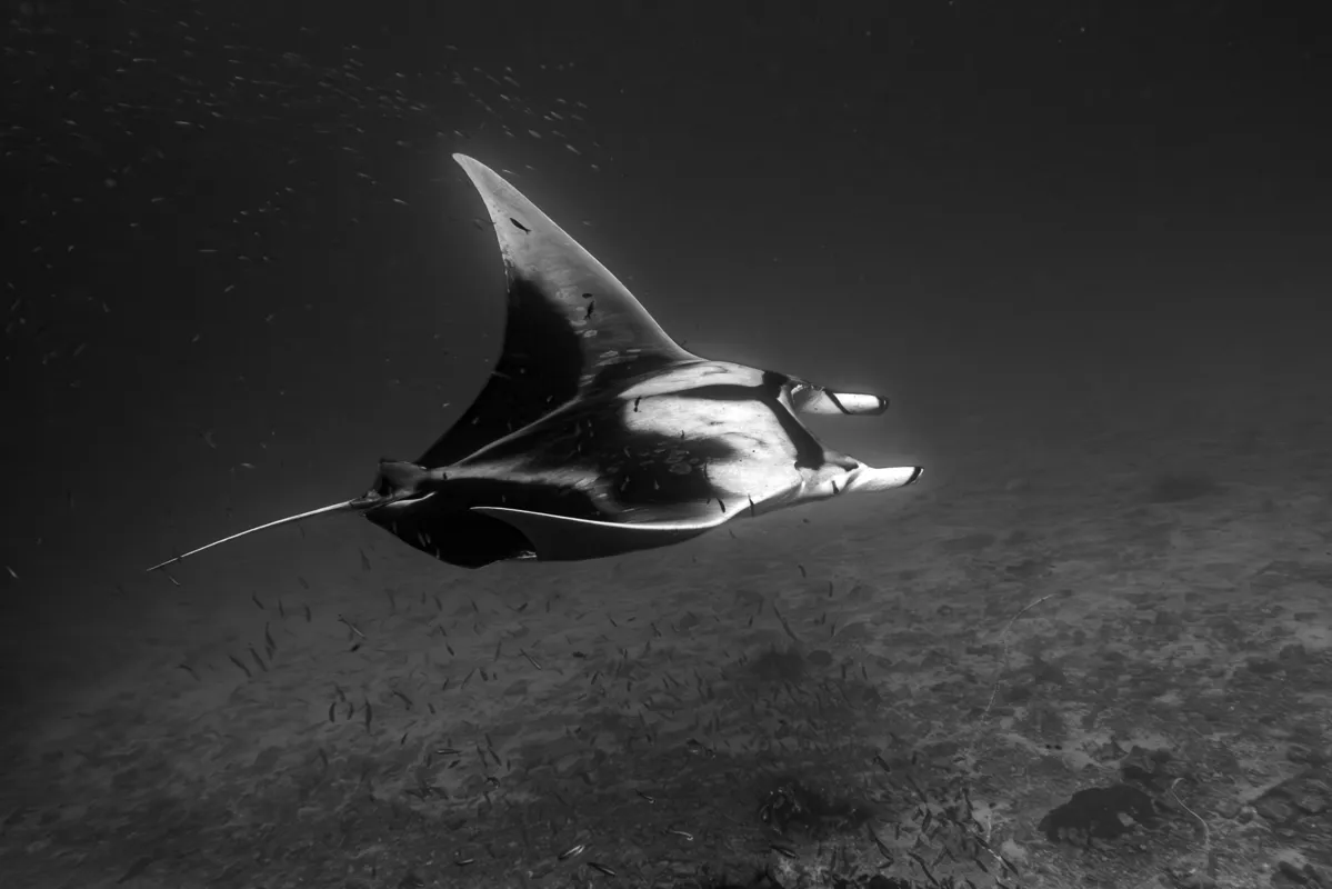 Oceanic manta