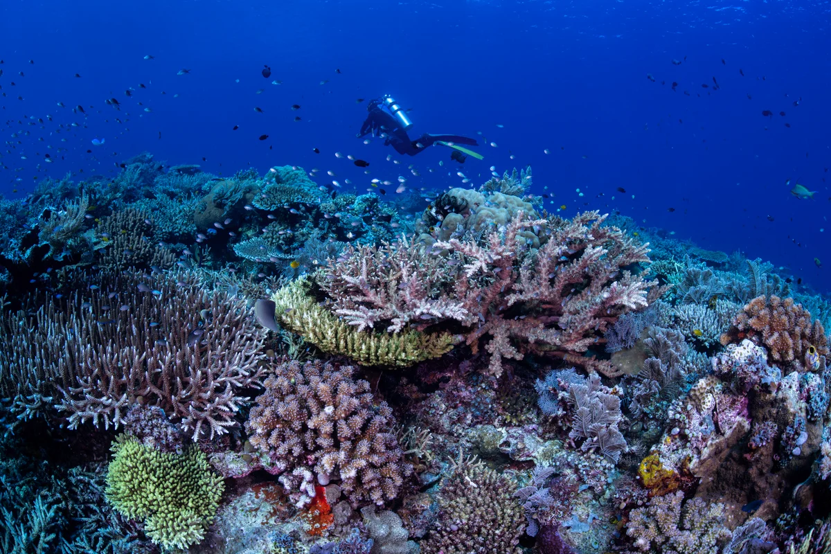 Vast coral gardens in Indonesia