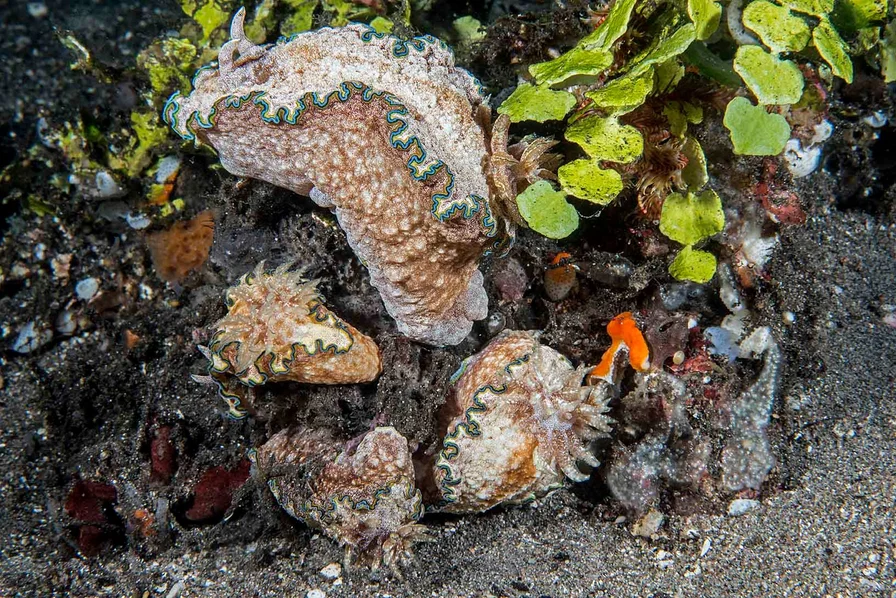 Nudibranchs