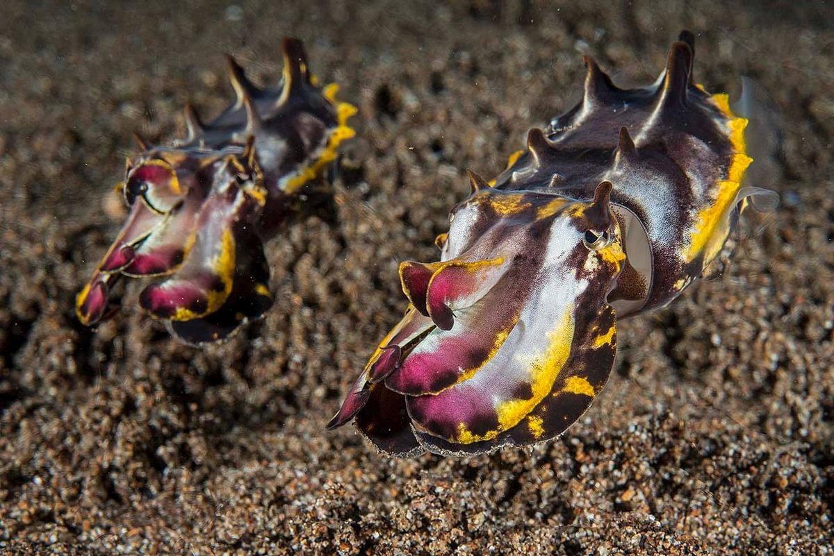 Flamboyant cuttlefish
