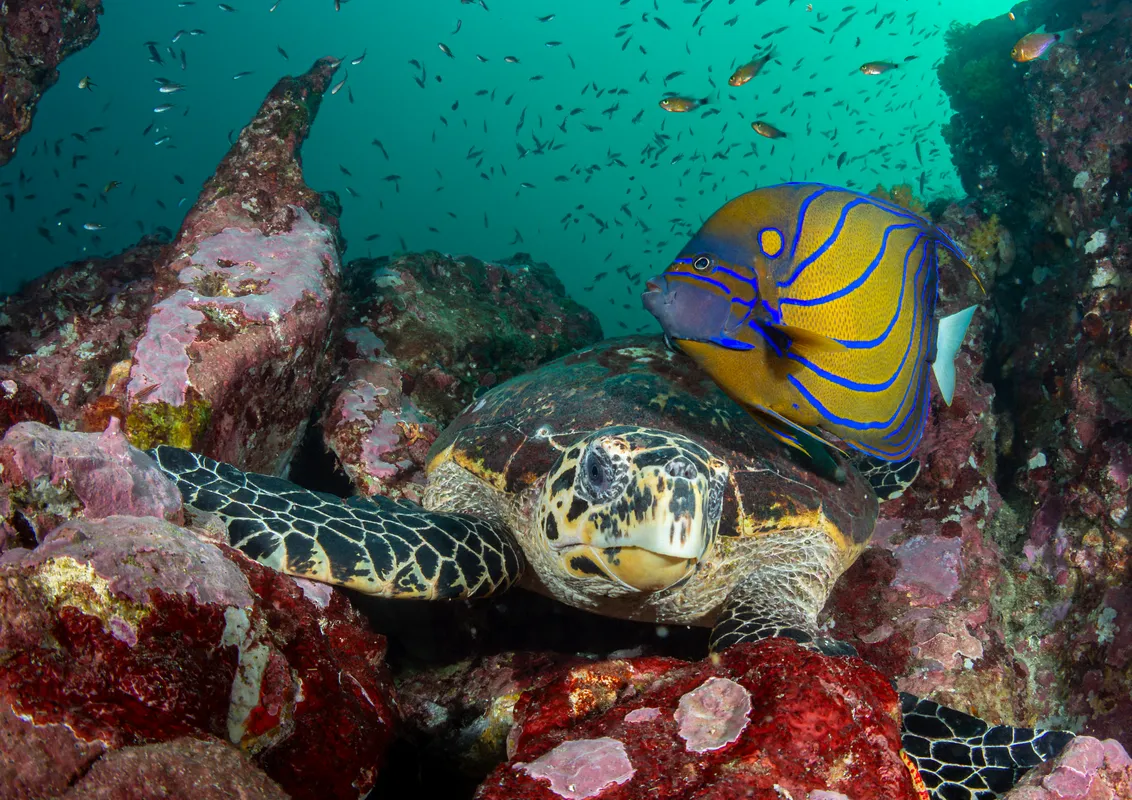 Turtle and angelfish