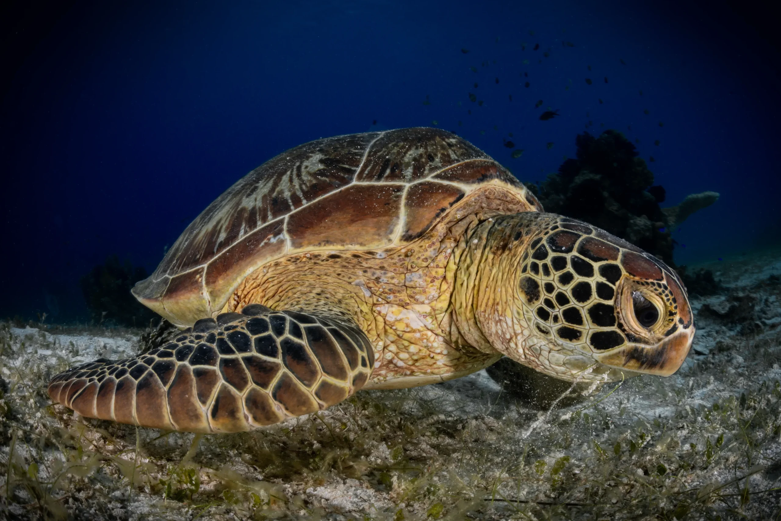 Sea turtle