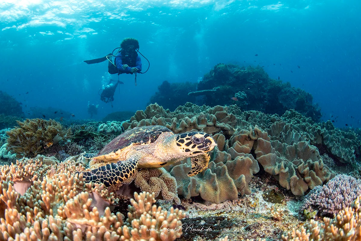 Hawksbill turtle