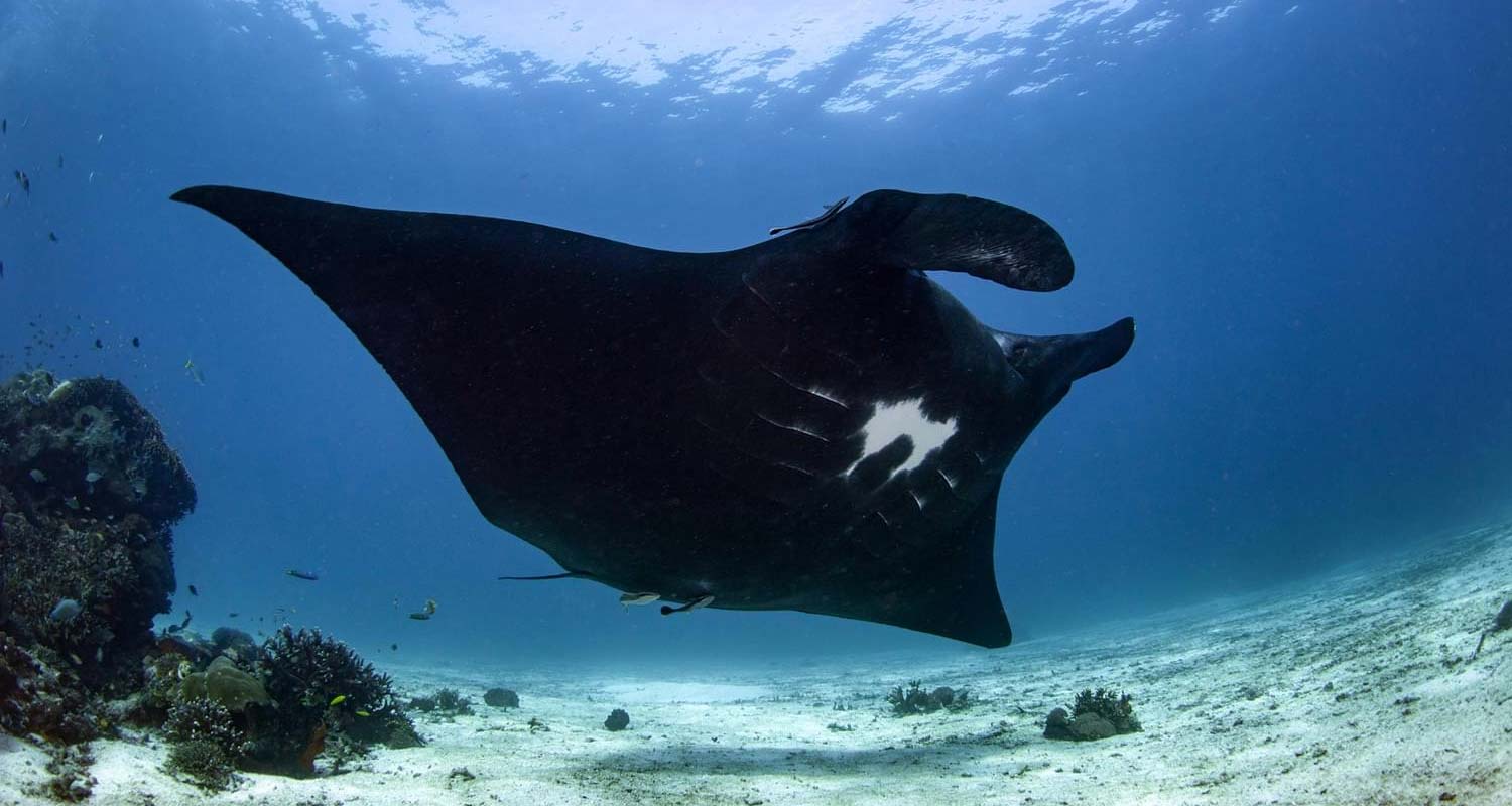 Black manta ray