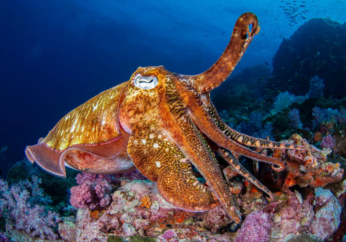 Cuttlefish