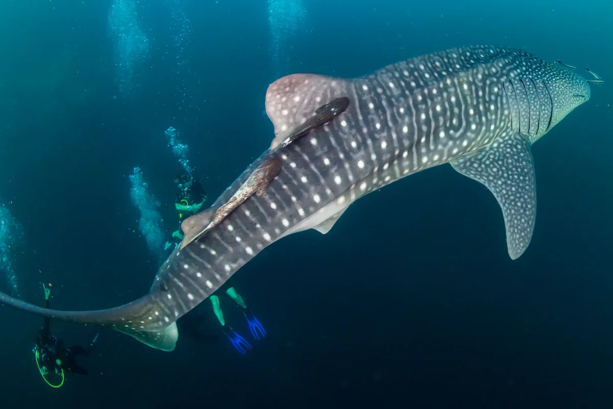 Whale shark with remoras