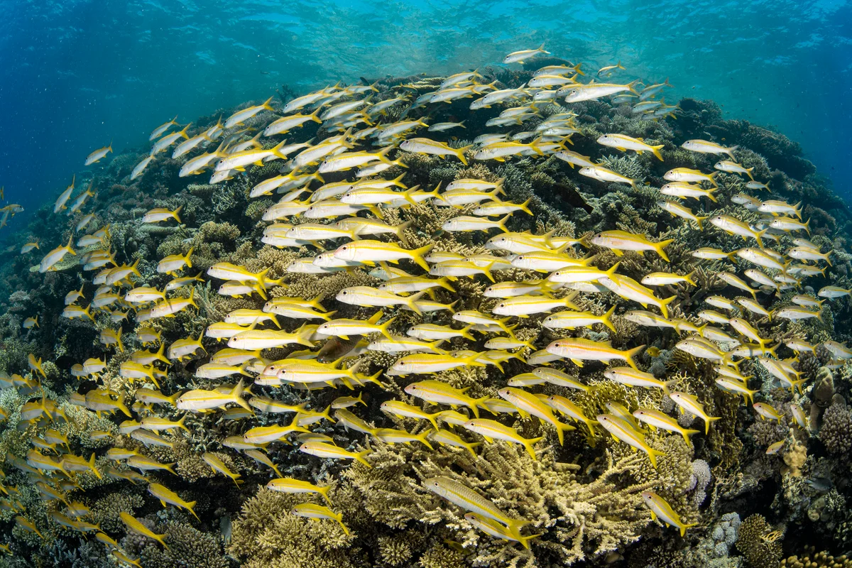 Schooling Red Sea fish
