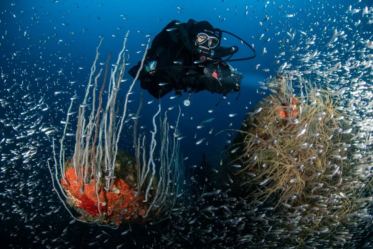 Coral growing on a wreck