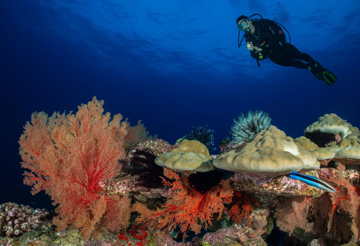Hard coral reef