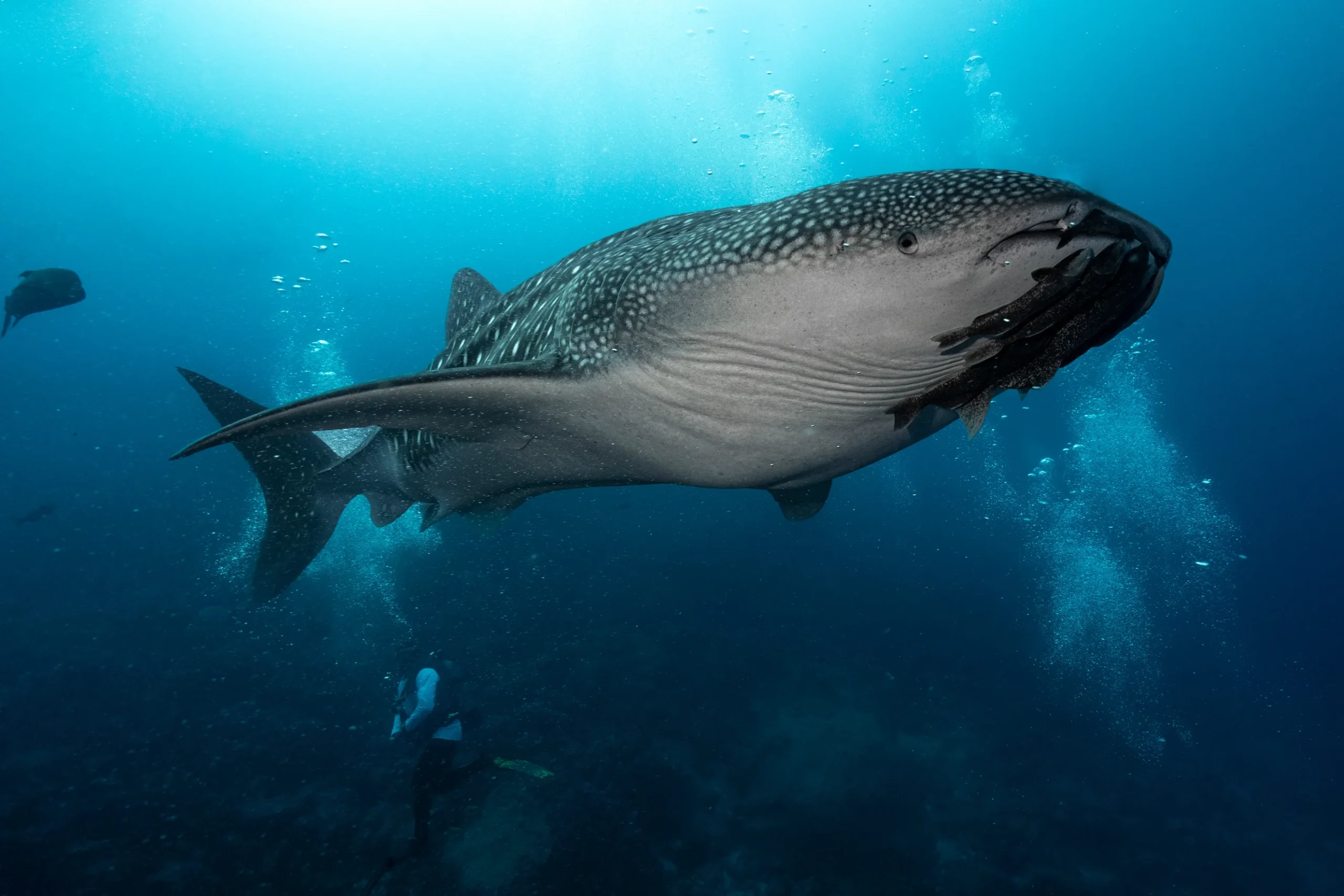 Whale shark encounter