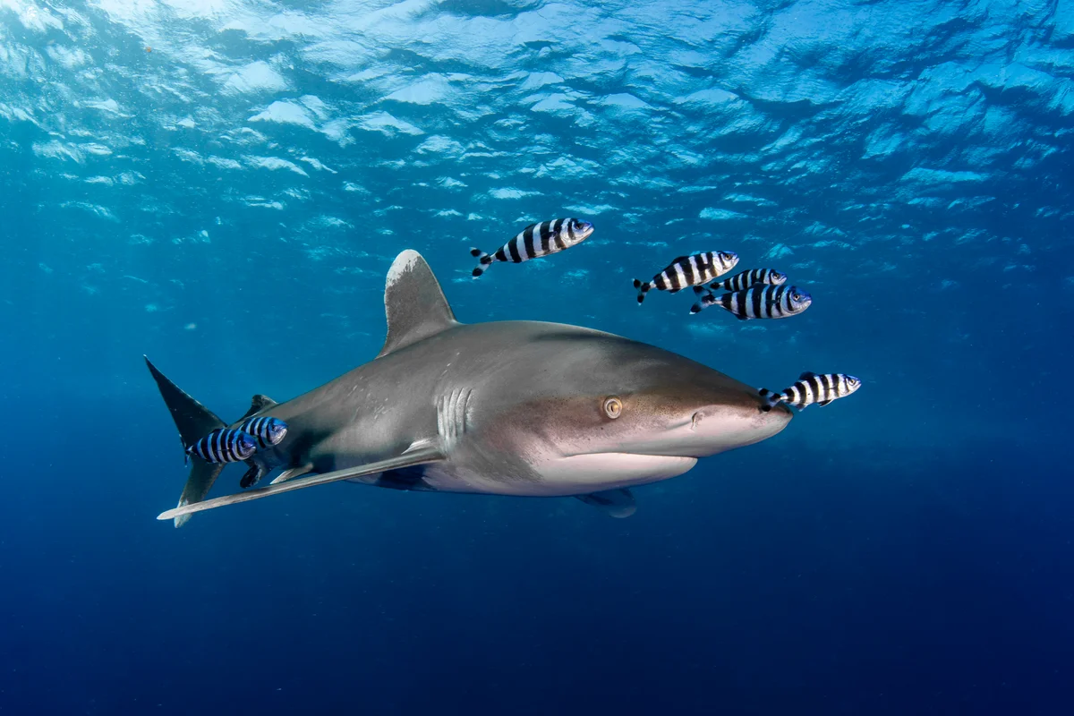Oceanic whitetip shark
