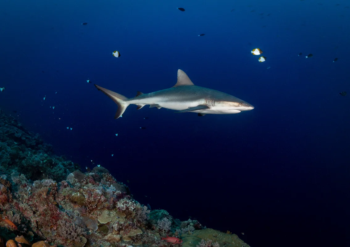 Reef shark