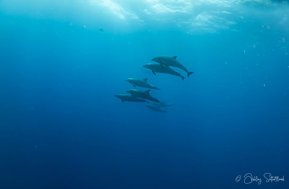 Dolphins in Chuuk